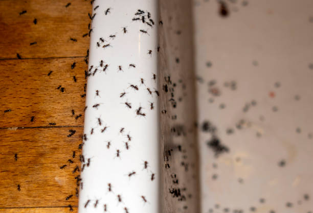 Best Insect Control  in Clinton, IL