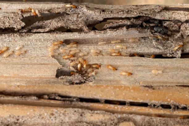 Best Exterminator Services  in Clinton, IL