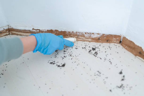 Best Wasp Removal Services  in Clinton, IL